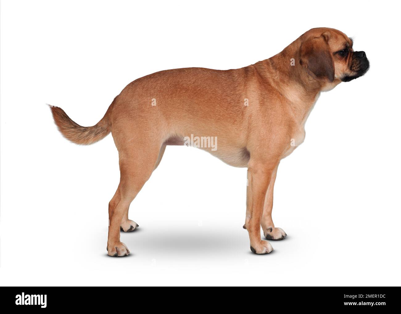 Puggle, incrocio tra Pug e Beagle, cane femmina Foto Stock