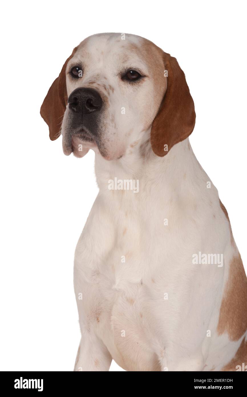 Arancione e bianco puntatore inglese cane, 5-anno-vecchio maschio Foto Stock
