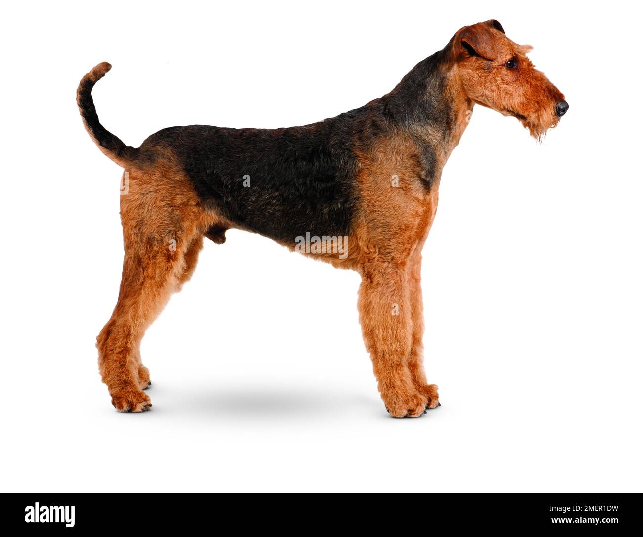 Airedale Terrier Foto Stock