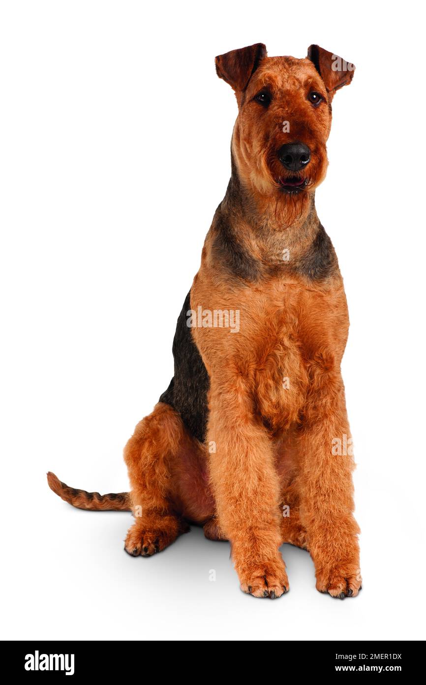 Airedale Terrier Foto Stock