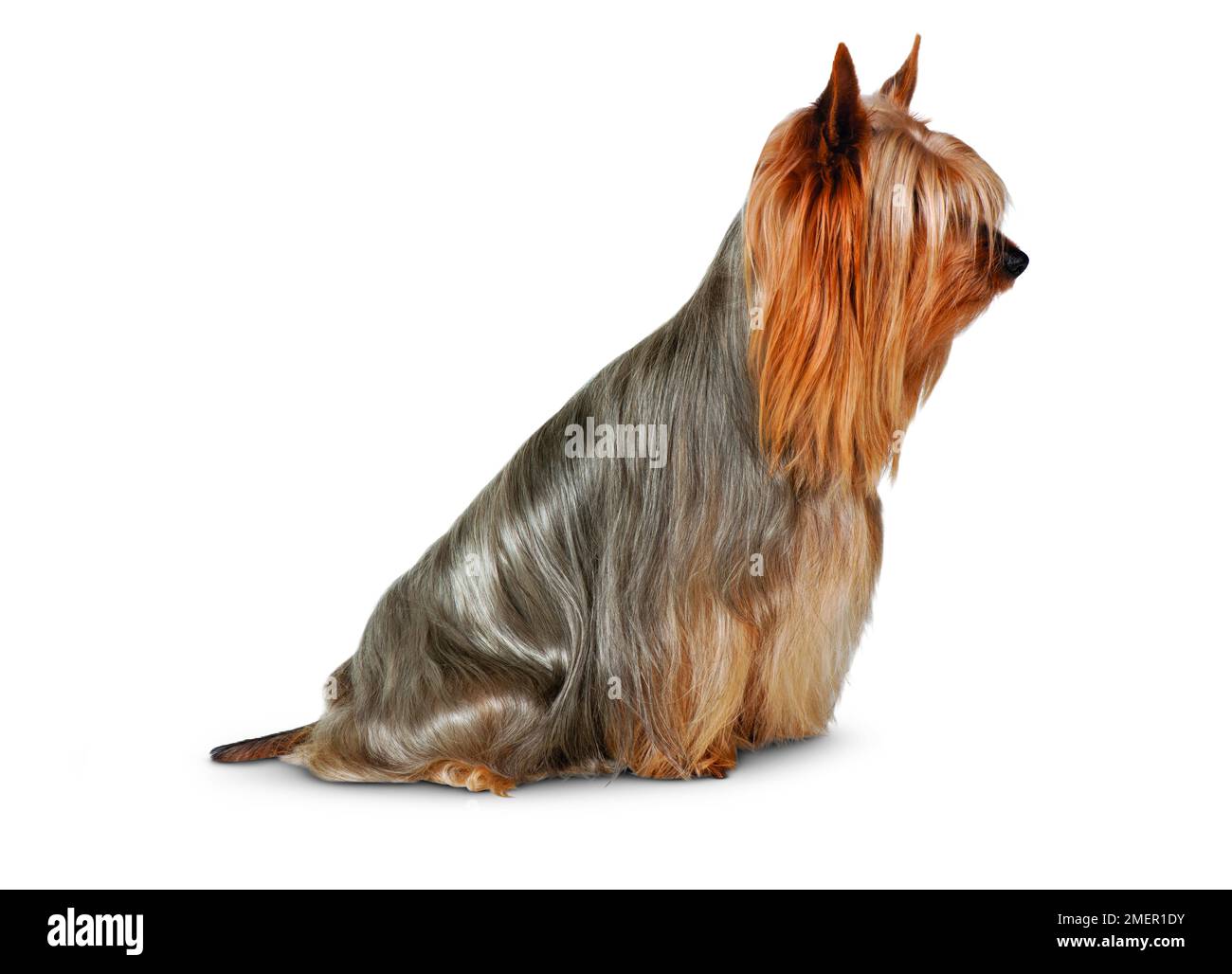 Australian Silky Terrier Foto Stock