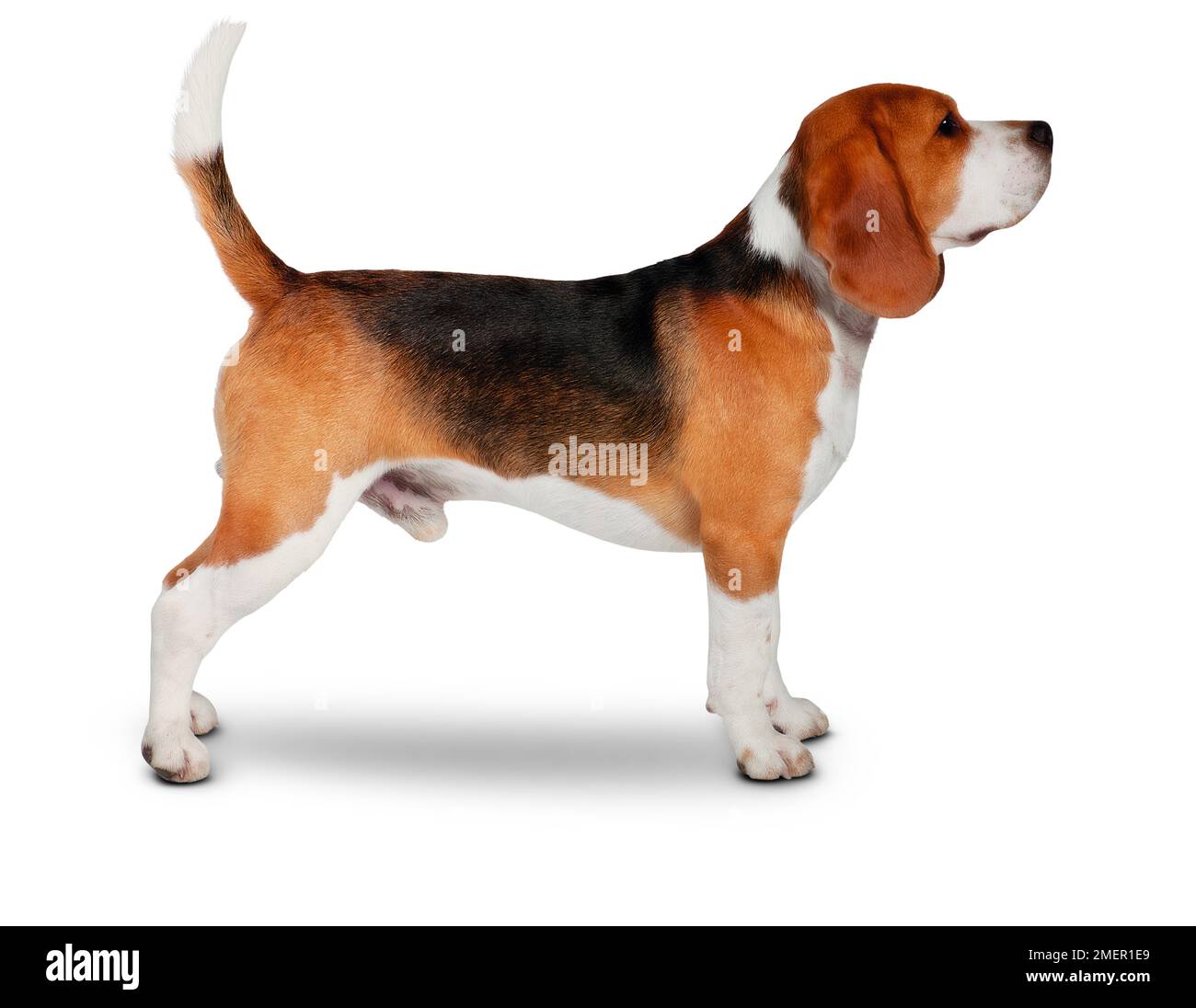 Beagle maschile tricolore in piedi, vista laterale Foto Stock