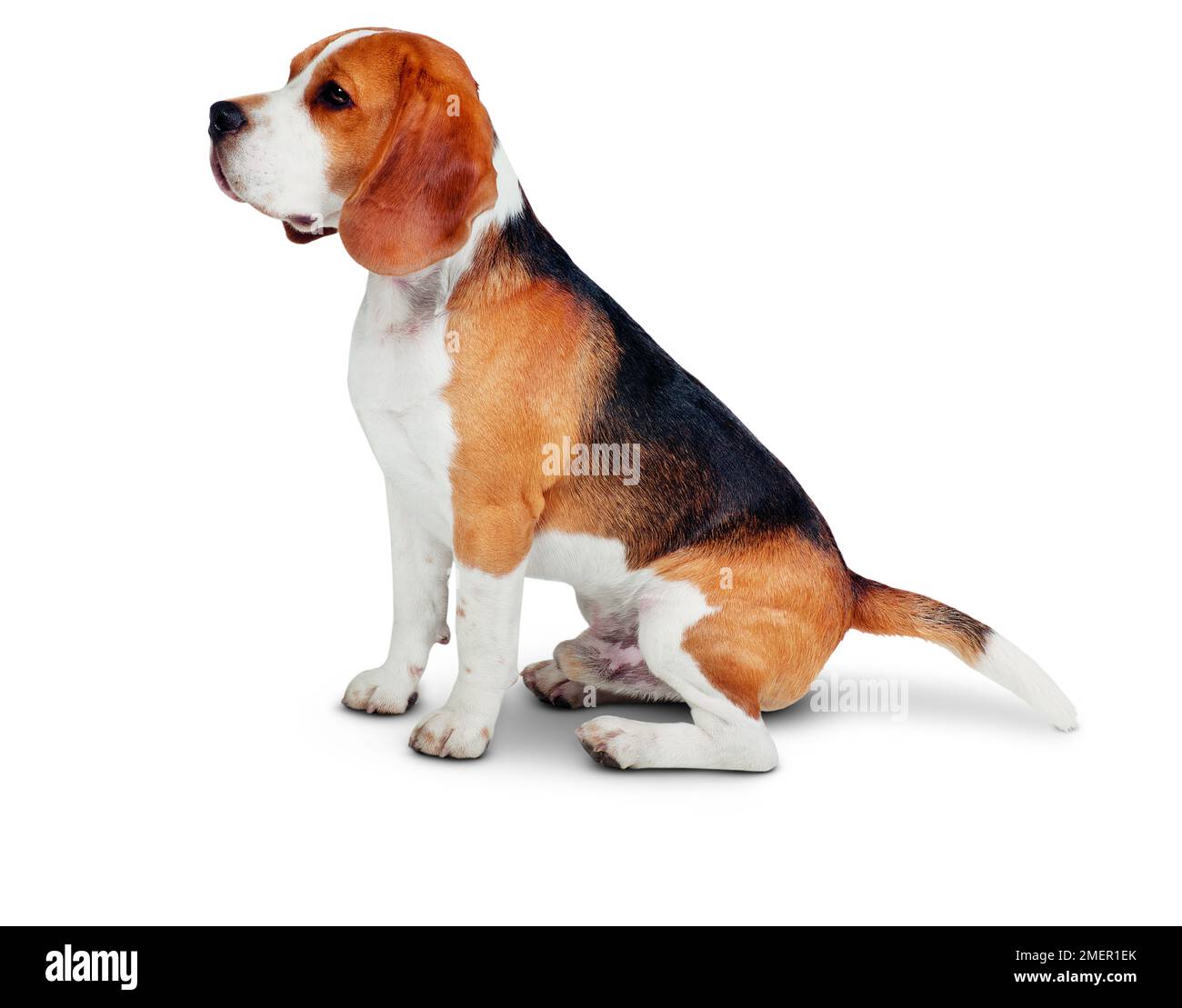 Beagle maschile tricolore seduto, vista laterale Foto Stock