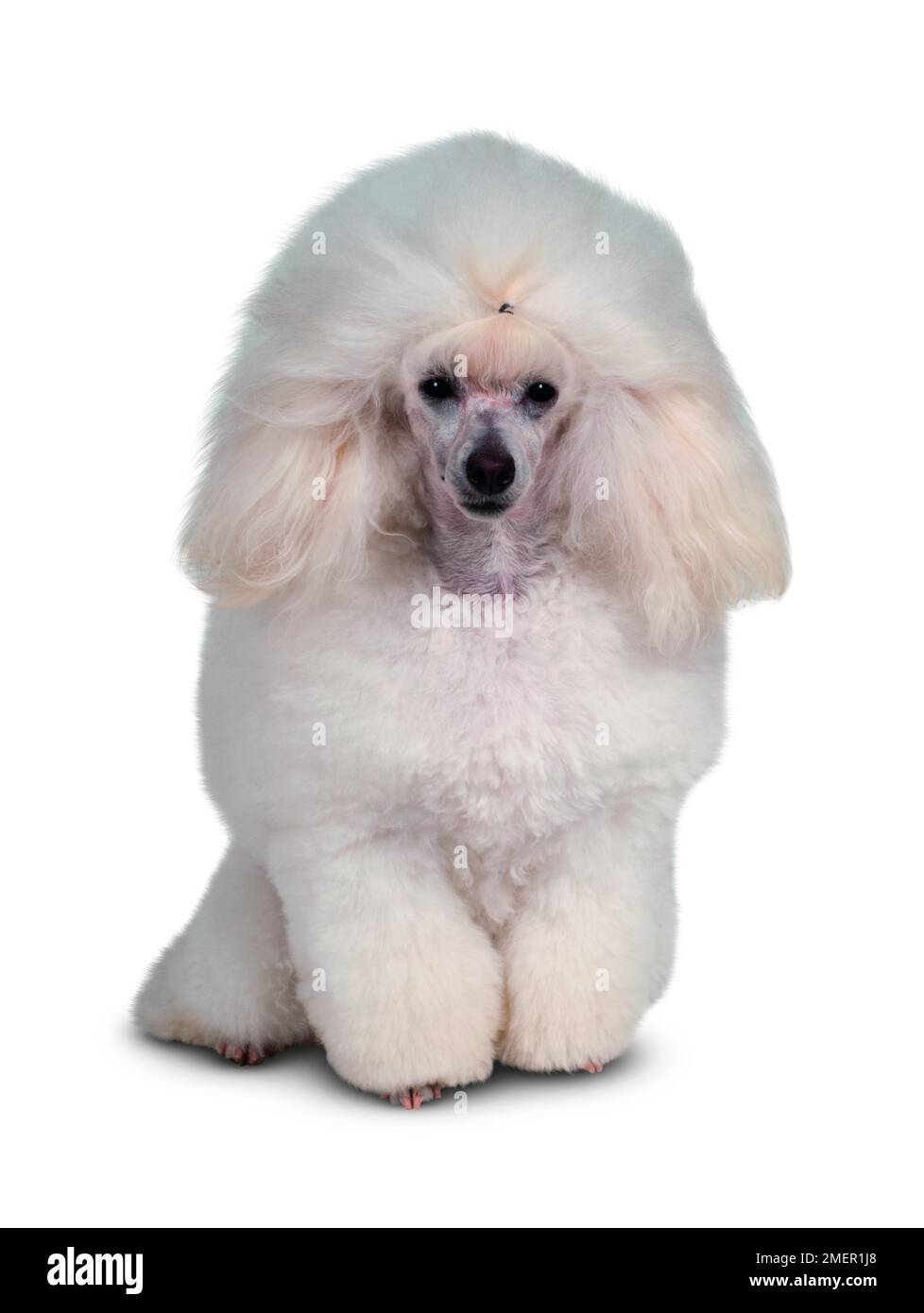 White Toy Poodle, vista frontale Foto Stock