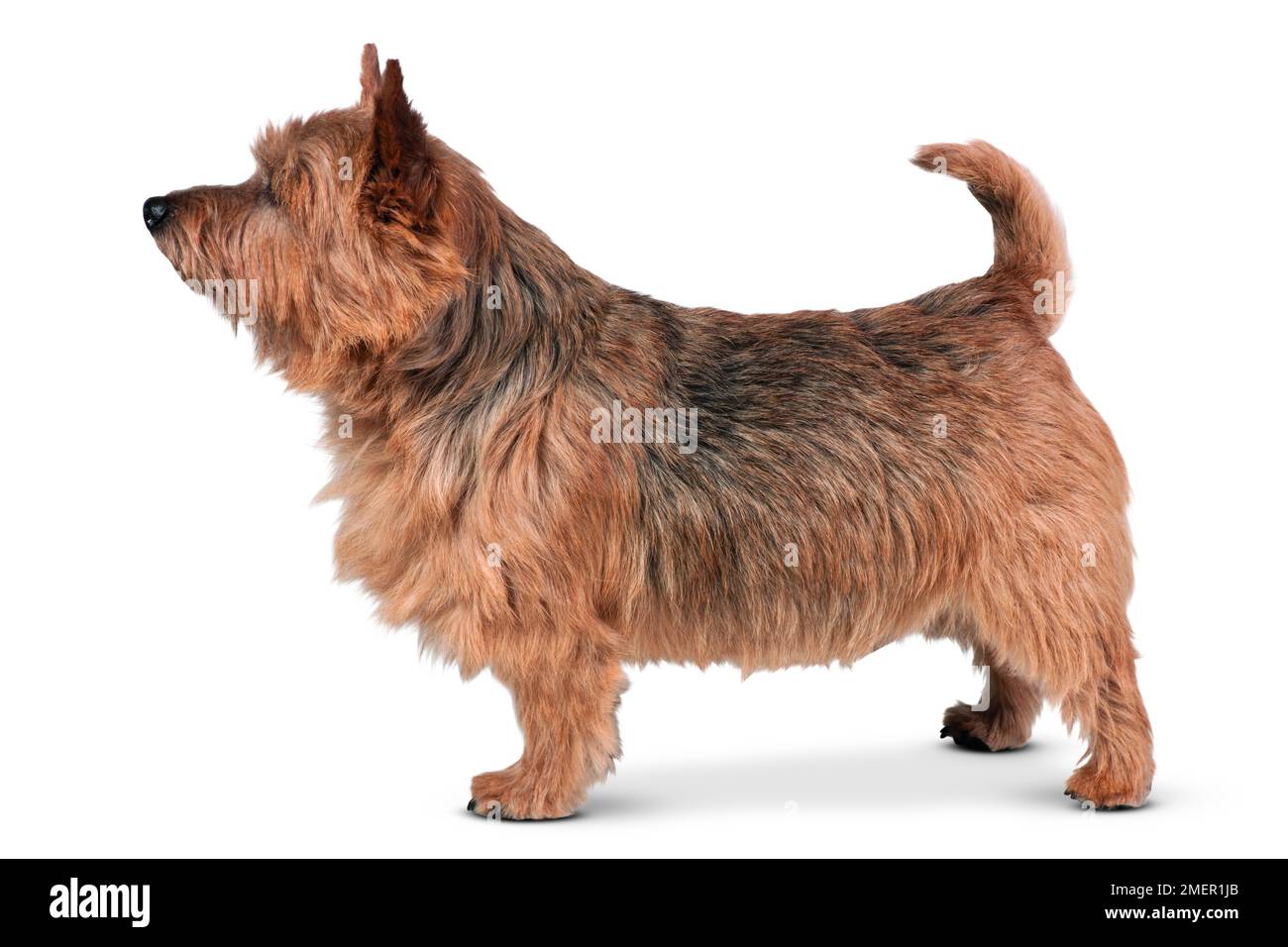 Norwich Terrier, in piedi, vista laterale Foto Stock