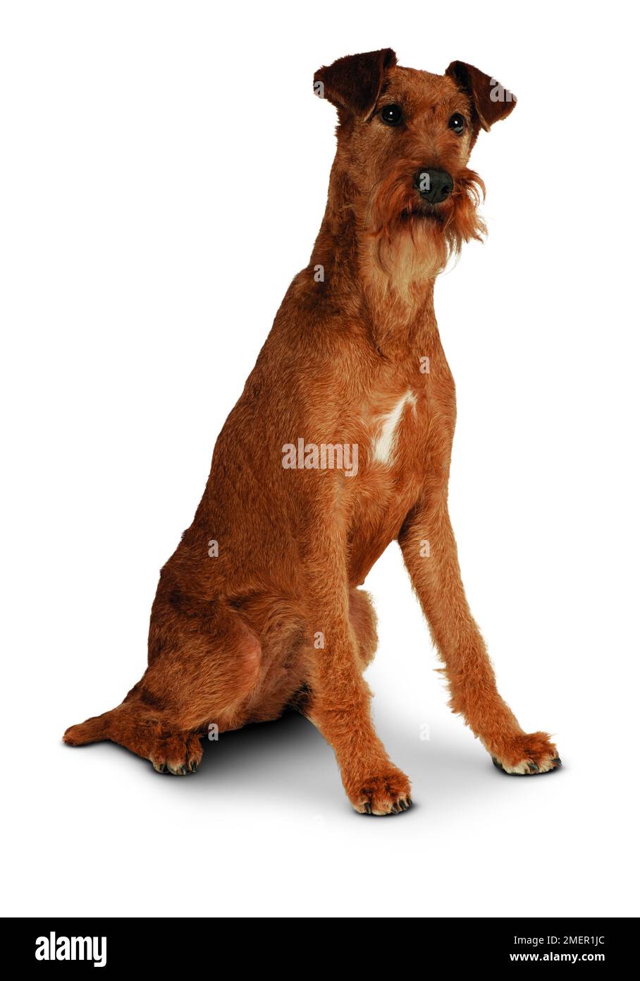 Irish terrier, seduta, vista laterale Foto Stock