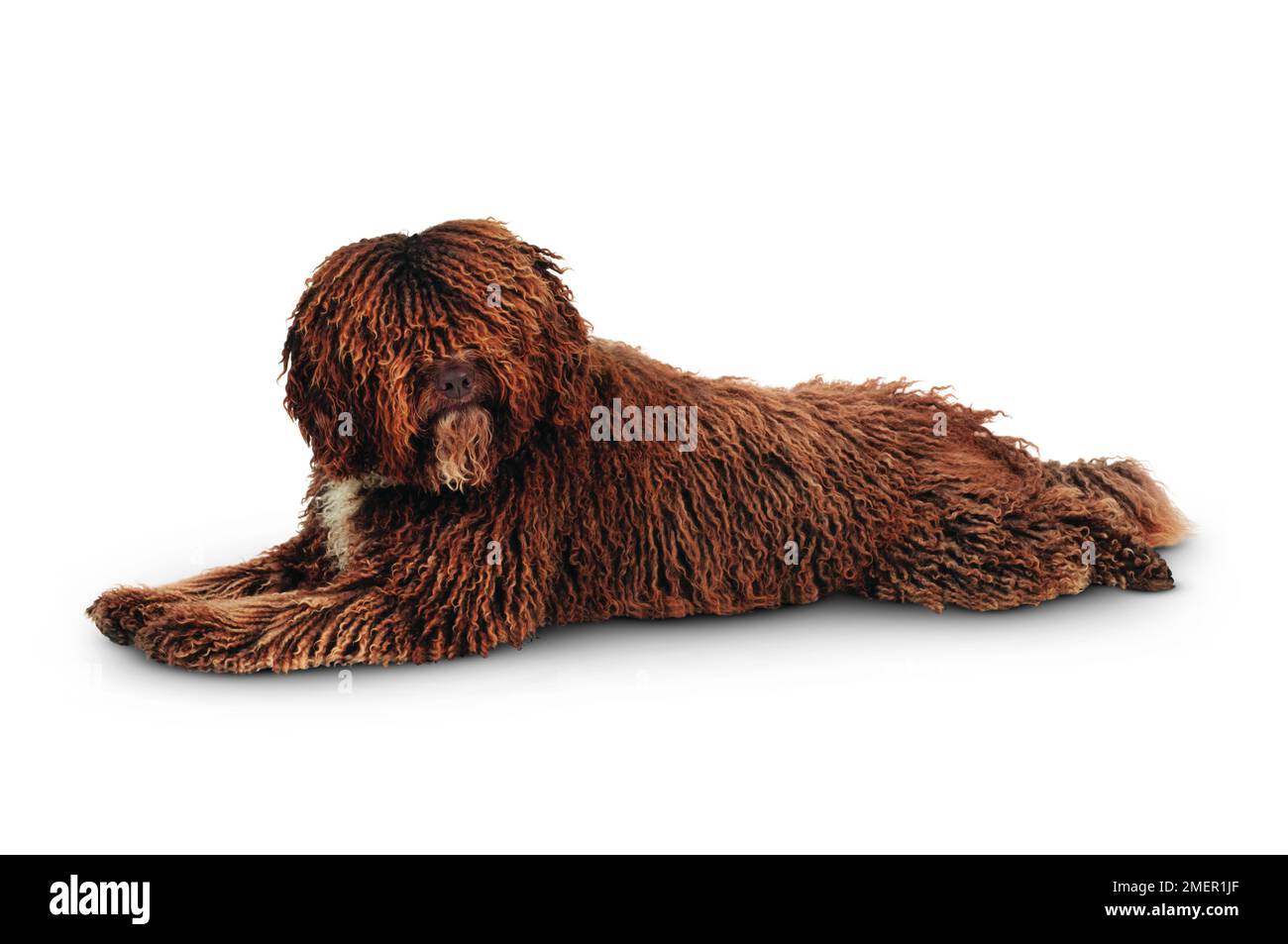 Lo spagnolo cane di acqua Foto Stock