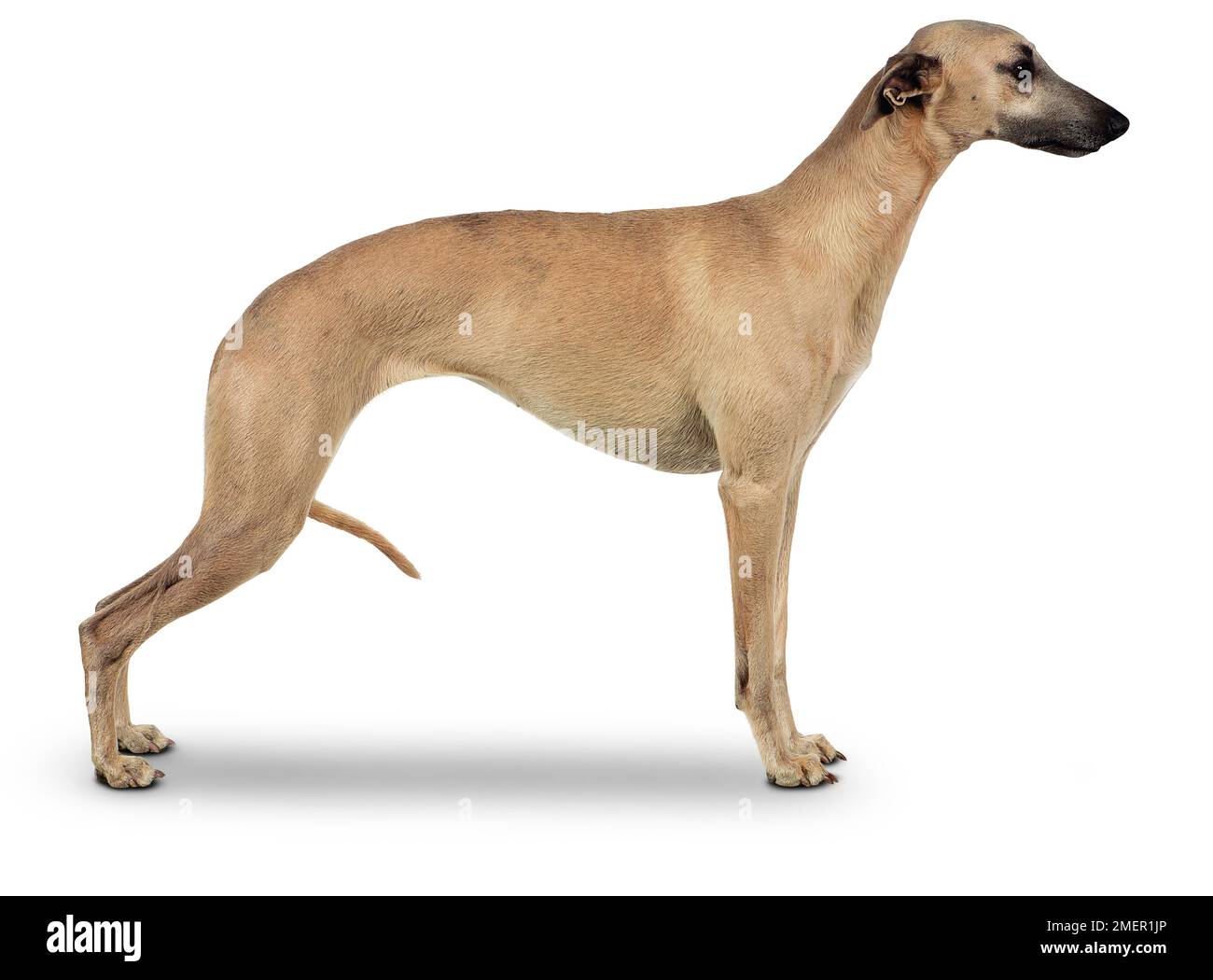 Fawn Whippet, vista laterale Foto Stock
