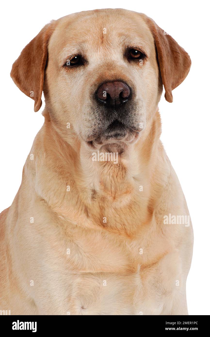 Labrador Retriever, testa e spalle, vista frontale Foto Stock