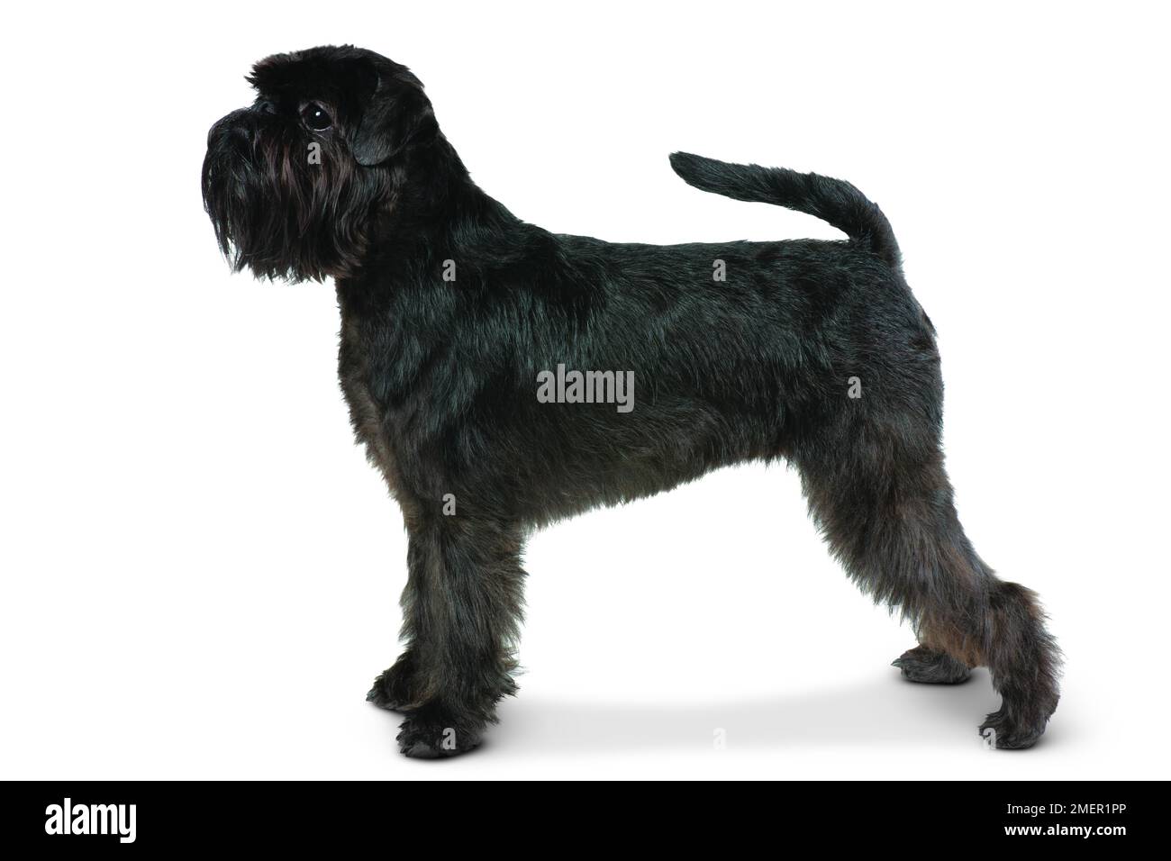 Griffon Bruxellois Foto Stock