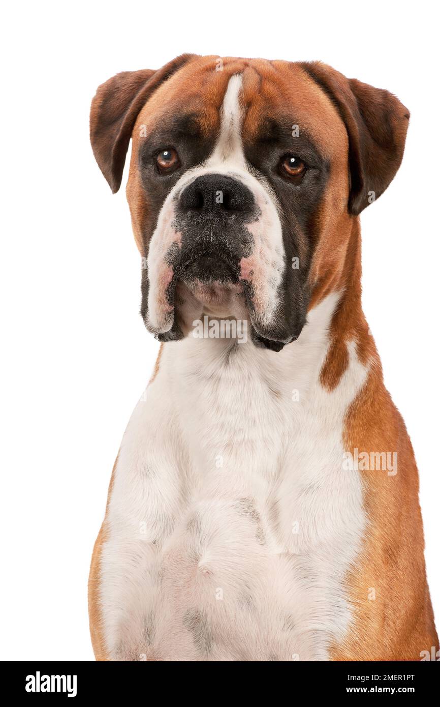Testa e spalle di cane Boxer maschio e bianco, vista frontale Foto Stock