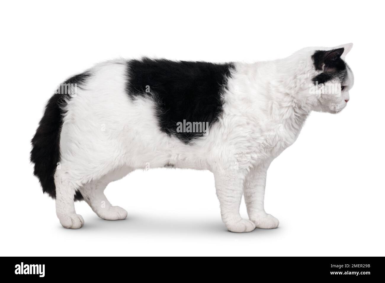 Gatto Selkirk Rex bianco e nero con occhi gialli dorati e cappotto ondulato, in piedi, vista laterale Foto Stock