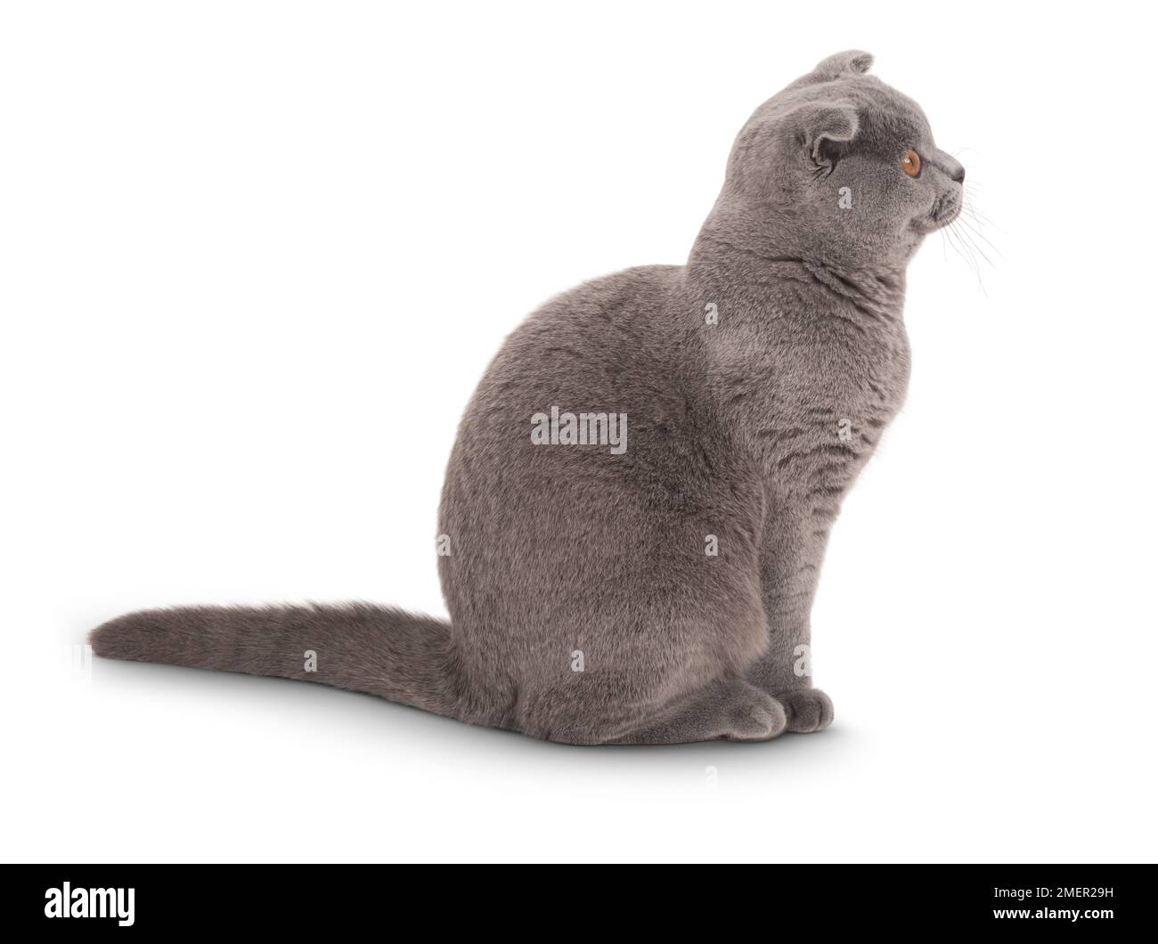 Adulto maschio Blue Scottish Fold Cat, seduta, vista laterale Foto Stock