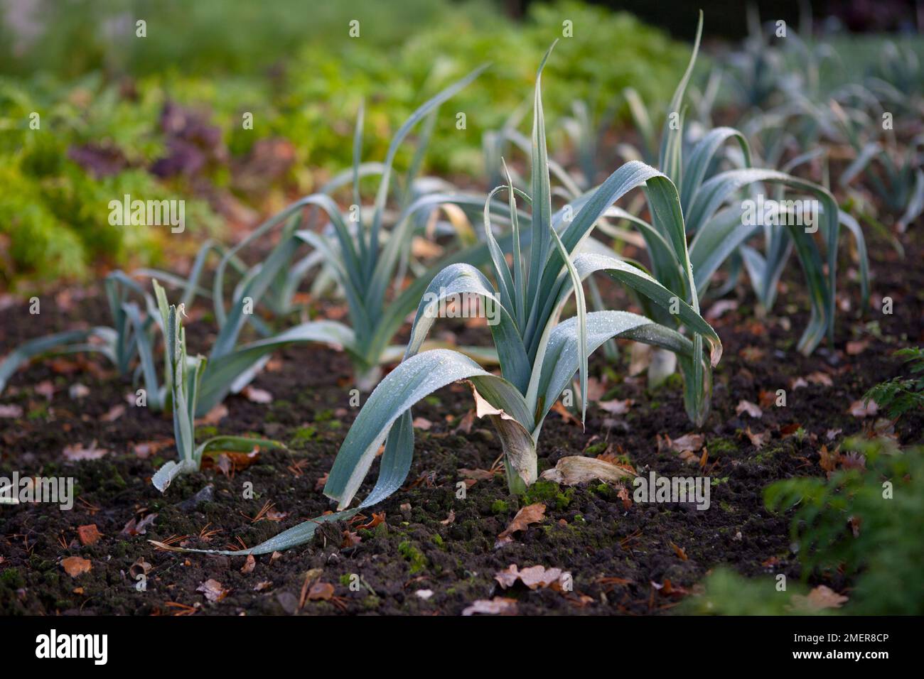 Porro "Blue Solaise" Foto Stock