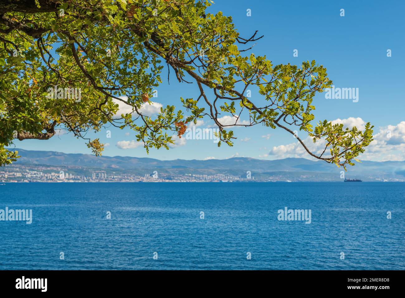 Ramo di quercia al mare nel golfo croato del Quarnero del mare Adriatico, fuoco selettivo Foto Stock