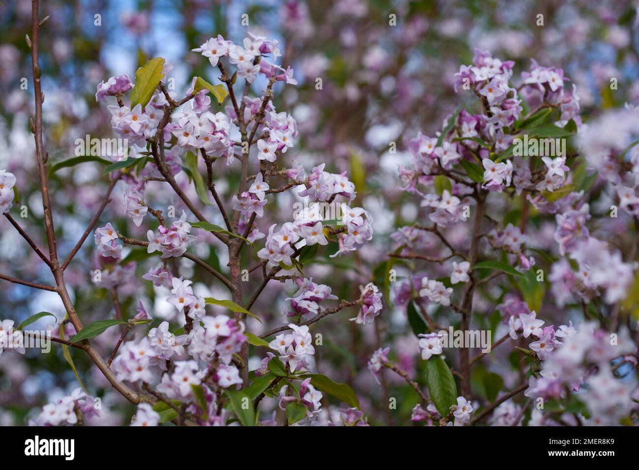 Daphne bholua 'Jacqueline Postill' (stabilimento cartario nepalese) Foto Stock