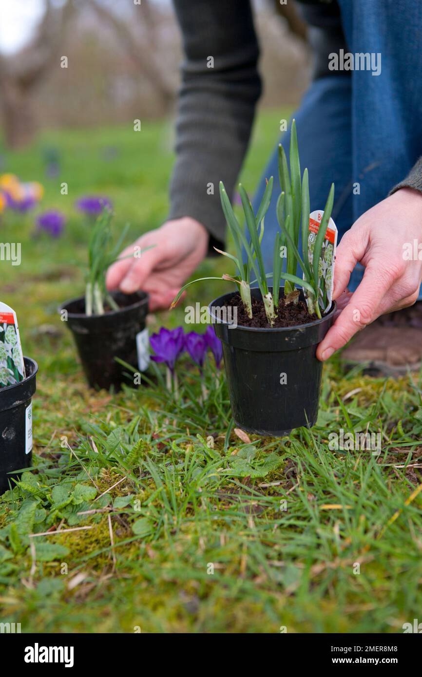 Piantando nevicate e Crocus nel verde Foto Stock