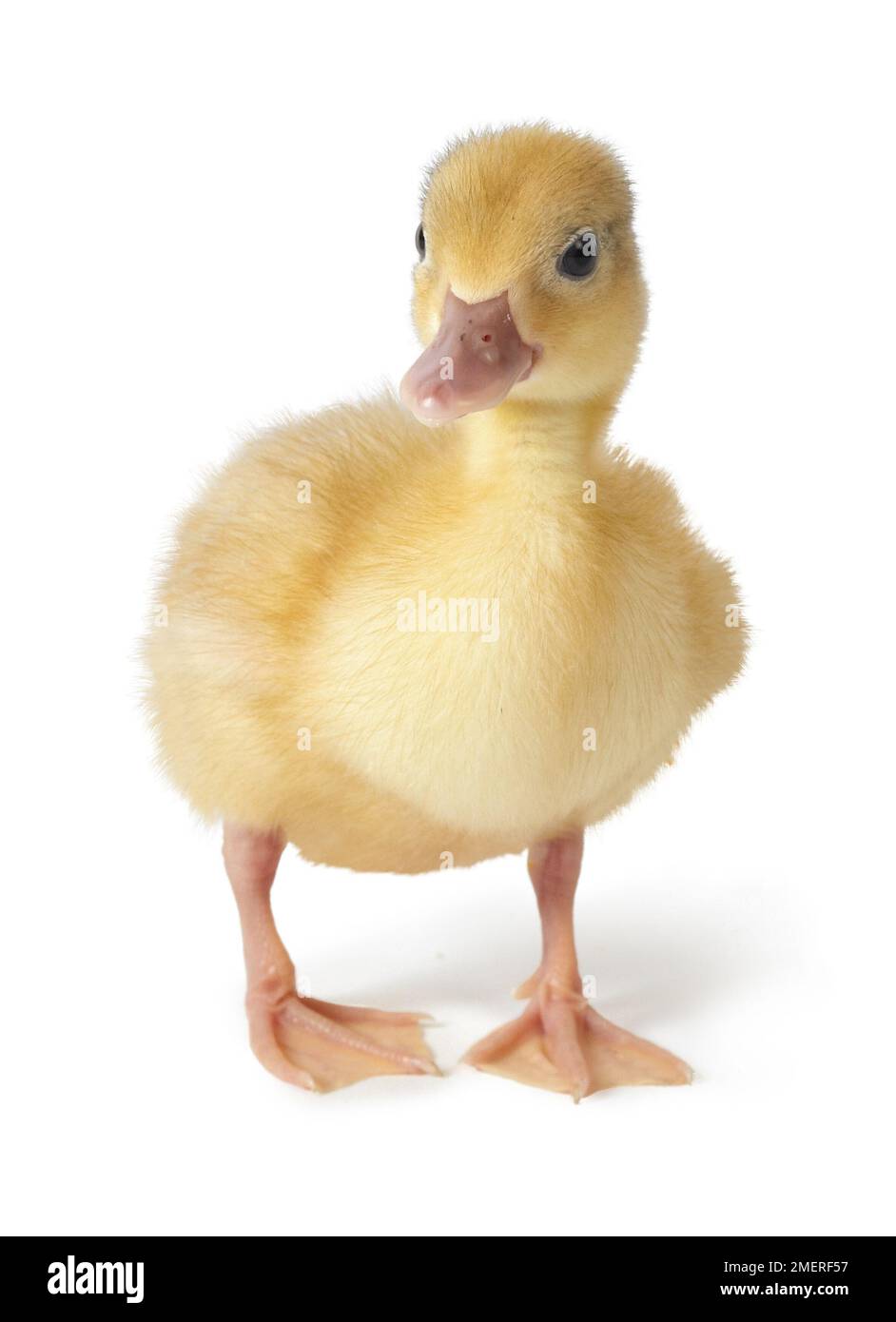 Anatroccolo di chiamata Foto Stock