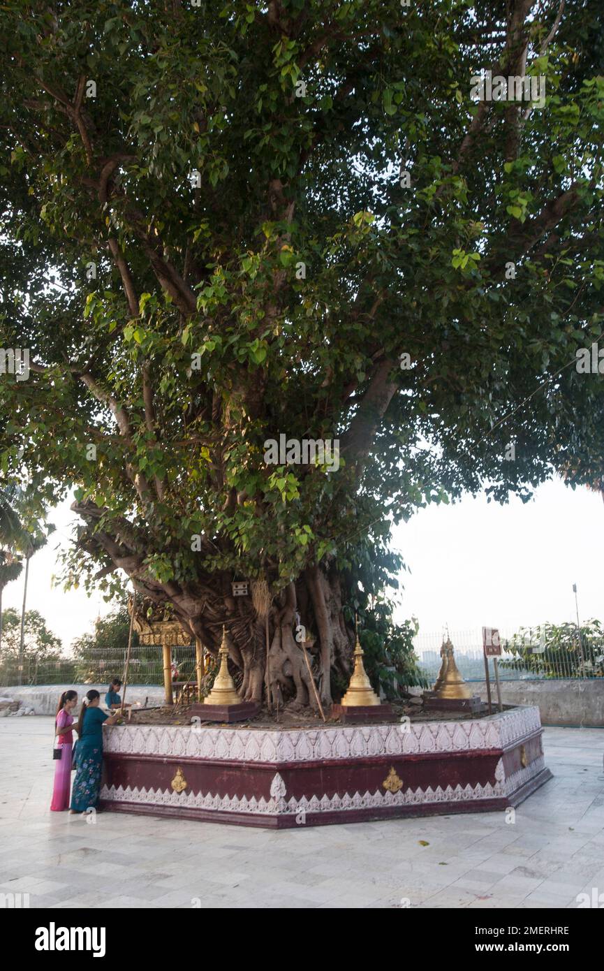 Myanmar, Yangon, Shwedagon Paya, albero Bodhi con adoratori Foto Stock