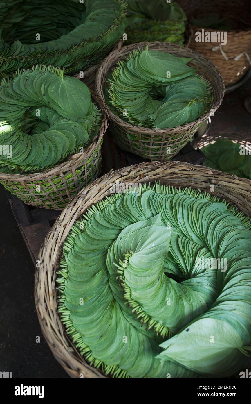 Myanmar, Mandalay, Zegyo mercato, foglie di cheroot Foto Stock