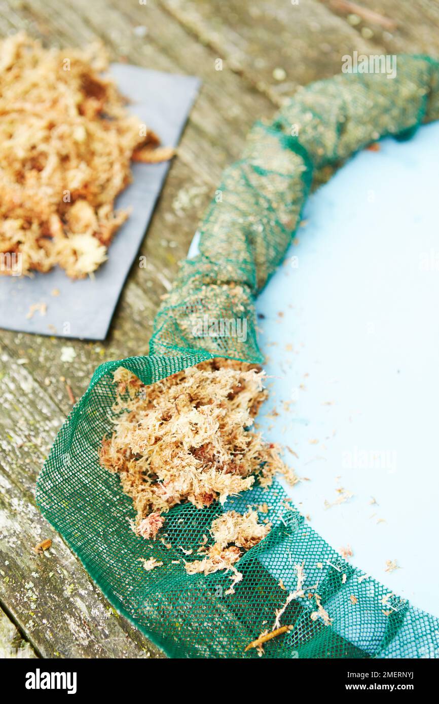 Telaio specchio di corona, telaio specchio vivente, rete di aggraffatura a specchio, per creare tubo di piantatura riempito di muschio di sphagnum Foto Stock