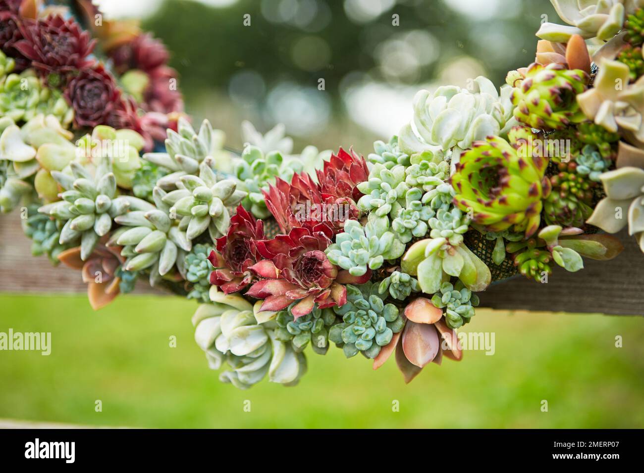 Telaio dello specchio di corona succulenta, telaio dello specchio vivente, primo piano Foto Stock