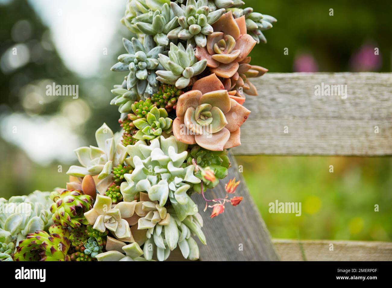 Telaio dello specchio di corona succulenta, telaio dello specchio vivente, primo piano Foto Stock