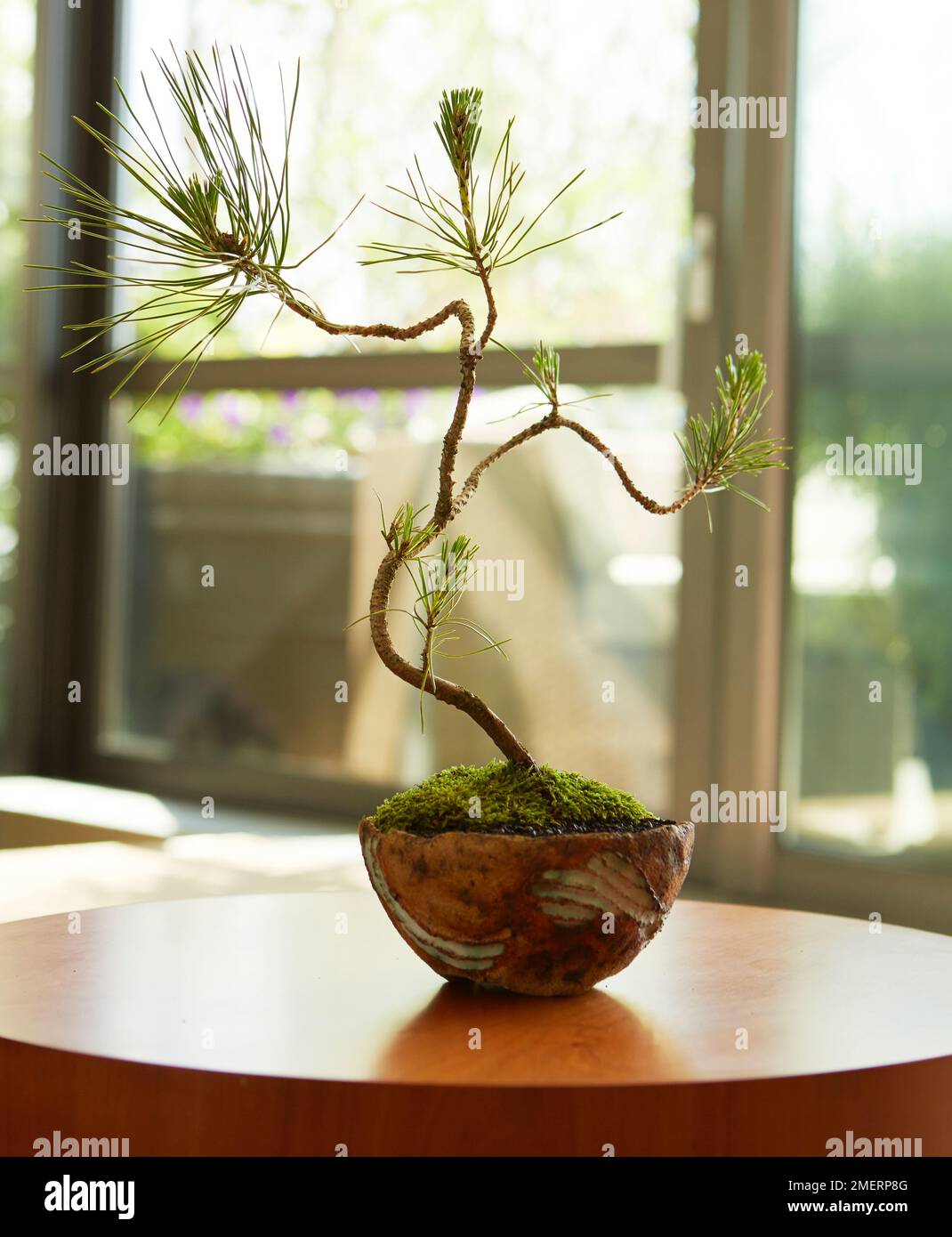 Instant albero di bonsai, Pinus thunbergii (Giapponese a pino nero) Foto Stock