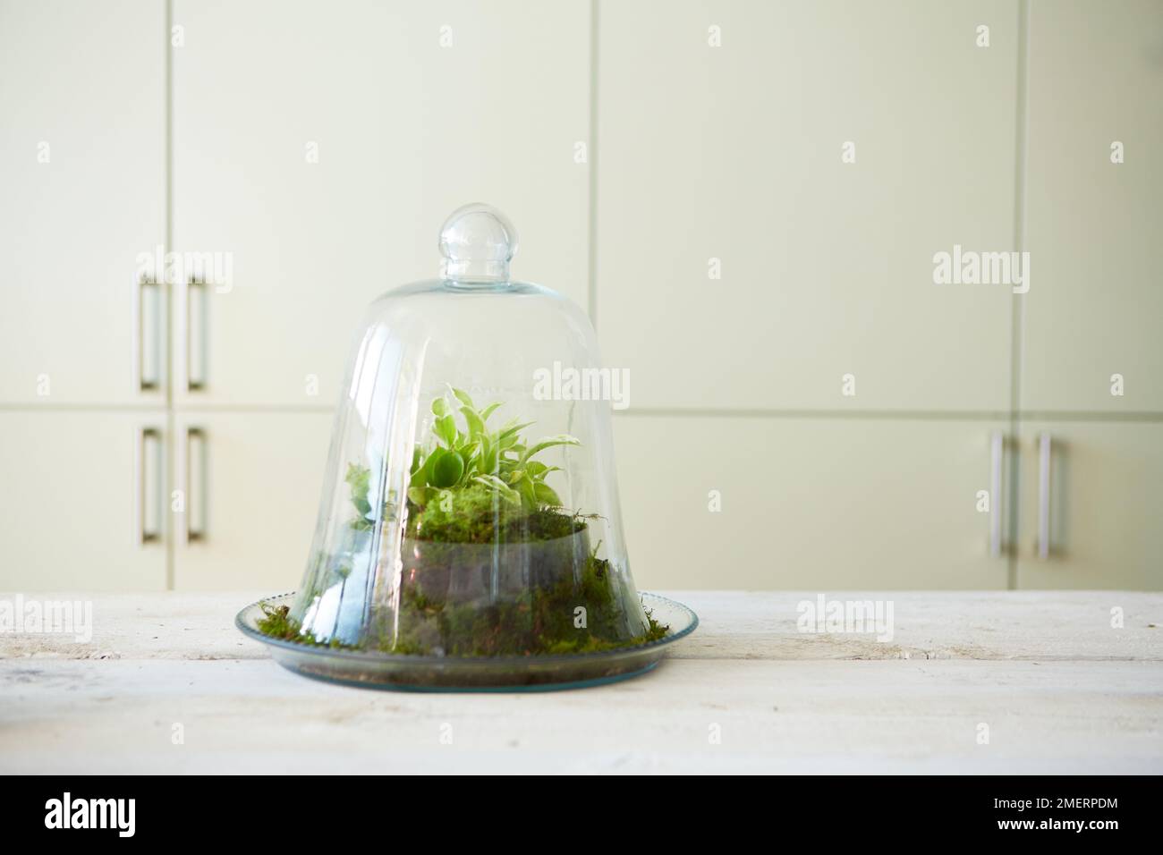 Piante tropicali colorate all'interno di un terrario di vetro Foto stock -  Alamy