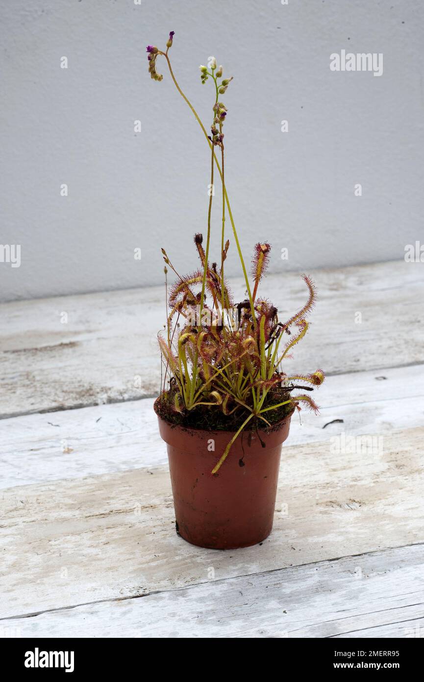 Drosera Aliciae – Pianta Carnivora Sundew In Vaso 9 Cm – Collezione Di Piante Carnivore – Etichetta Multilingua