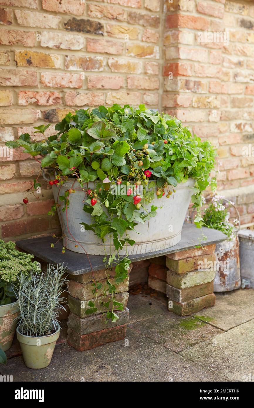 Fragole e menta in bagno d'acciaio zincato d'annata Foto Stock