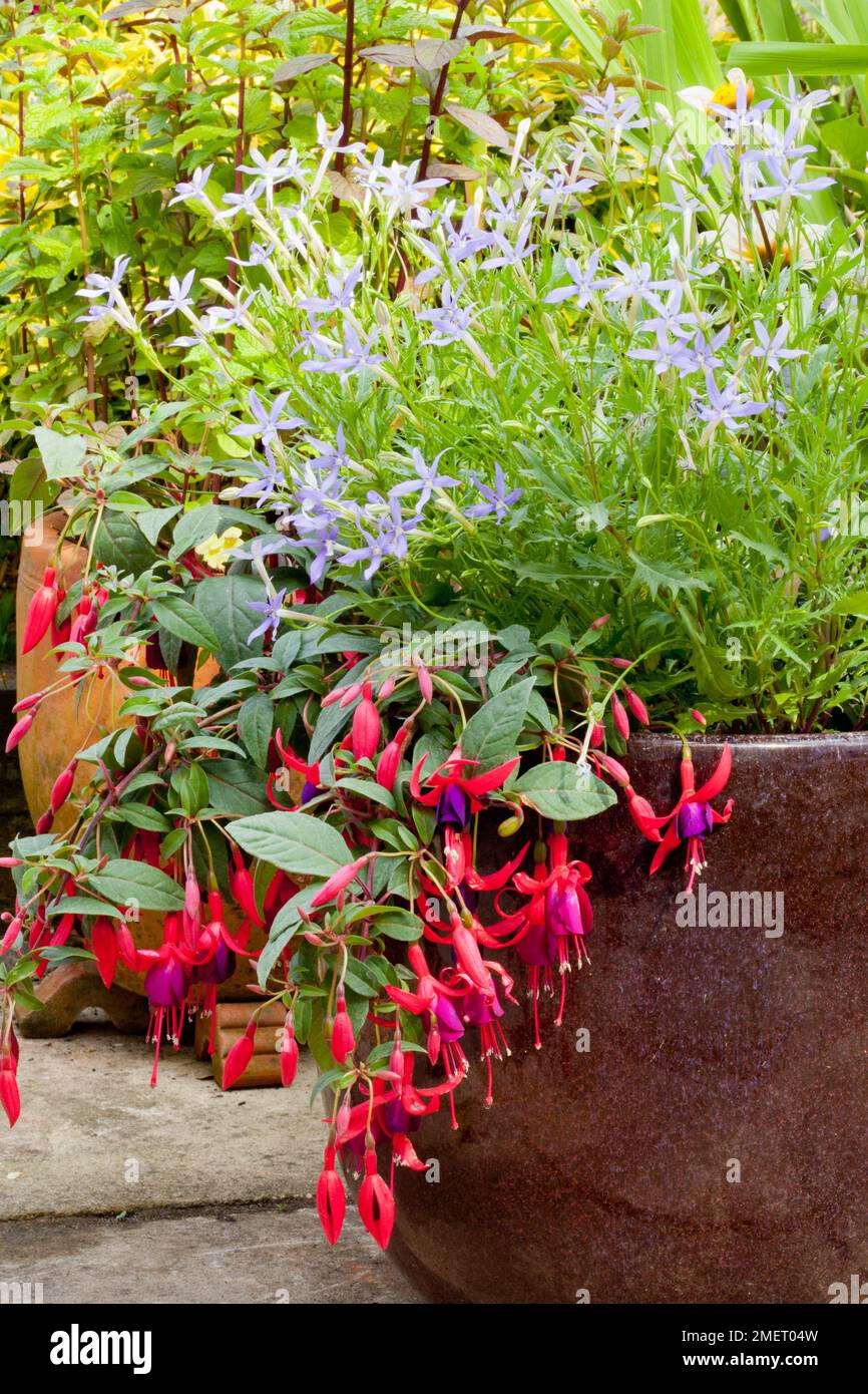 Fuchsia 'Brutus', piantando misto Foto Stock