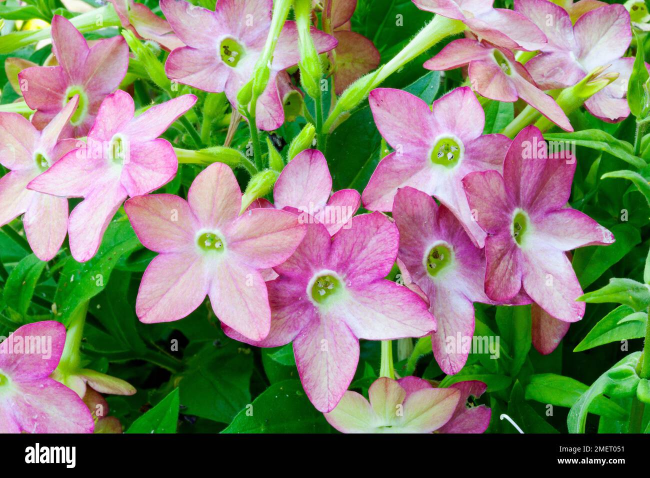 Nicotiana Lime e Purple bicolore (pianta del tabacco) Foto Stock