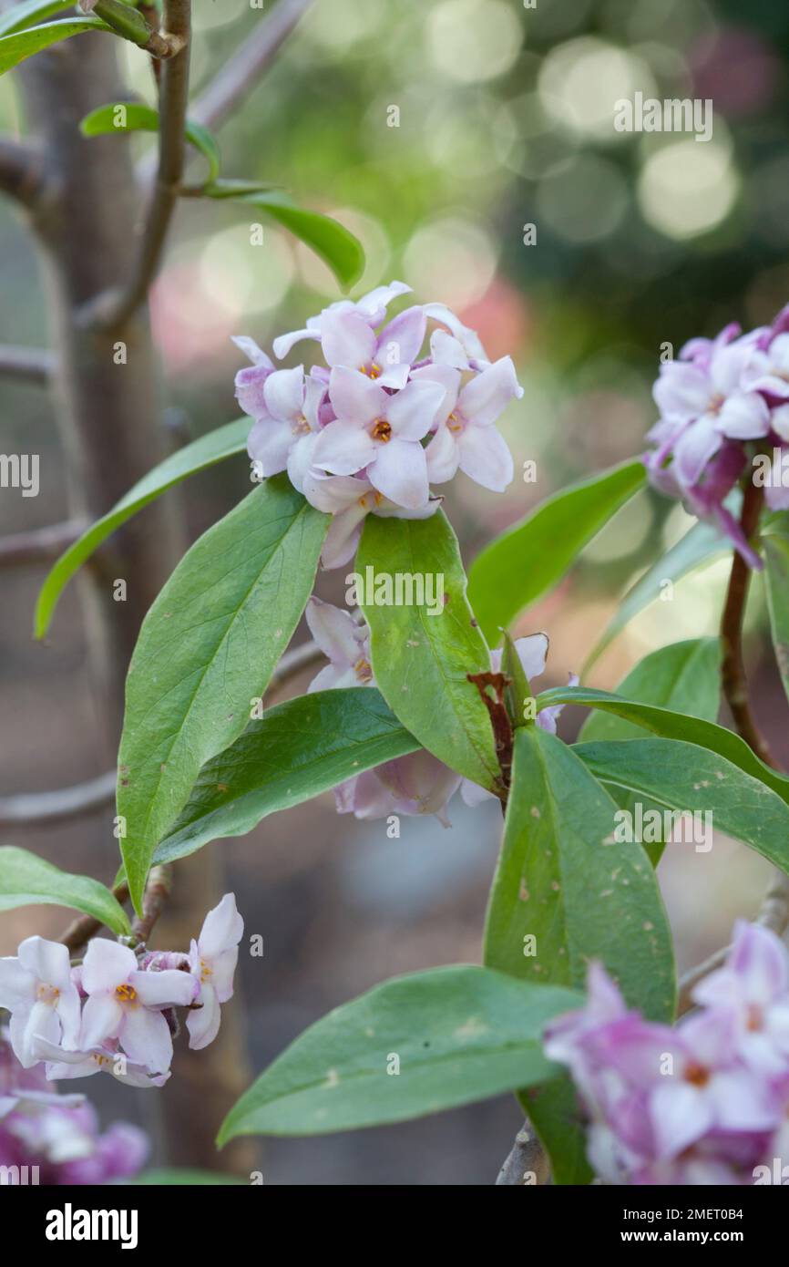 Daphne bholua 'Limpsfield' Foto Stock