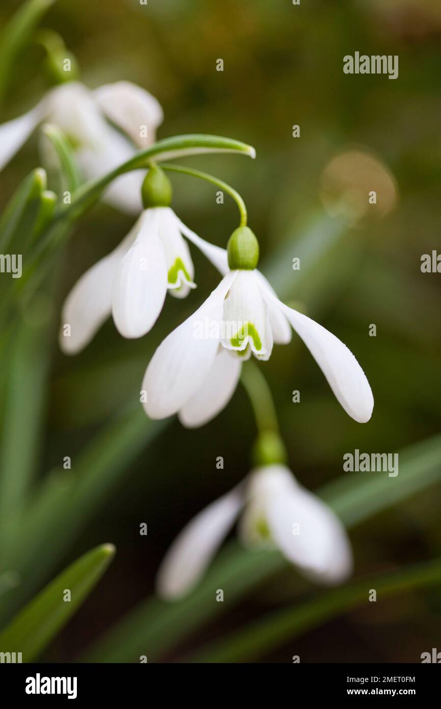 Galanthus 'magnete' (Snowdrop) Foto Stock