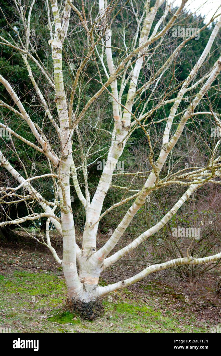 Betula ermanii 'Grayswood Hill' Foto Stock