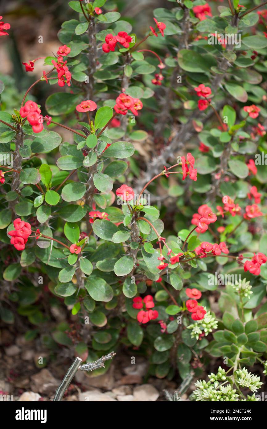 Euphorbia milii (rosso) Foto Stock