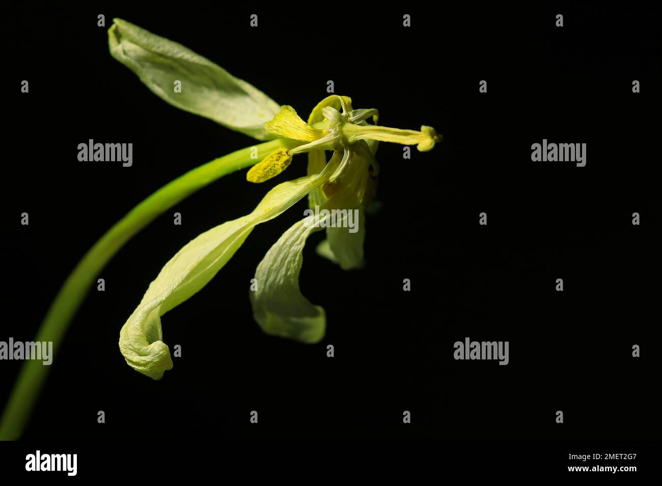 Transitoria, tulipano (Tulipa), Germania Foto Stock