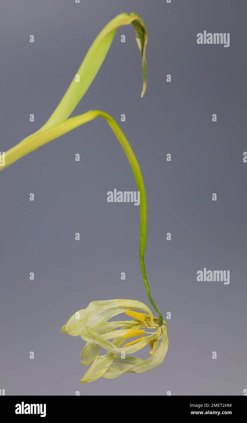 Transitoria, tulipano (Tulipa), Germania Foto Stock