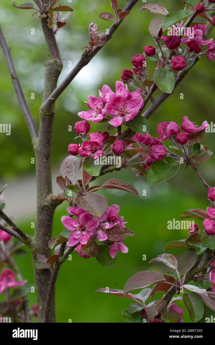 Malus harry baker immagini e fotografie stock ad alta risoluzione Alamy