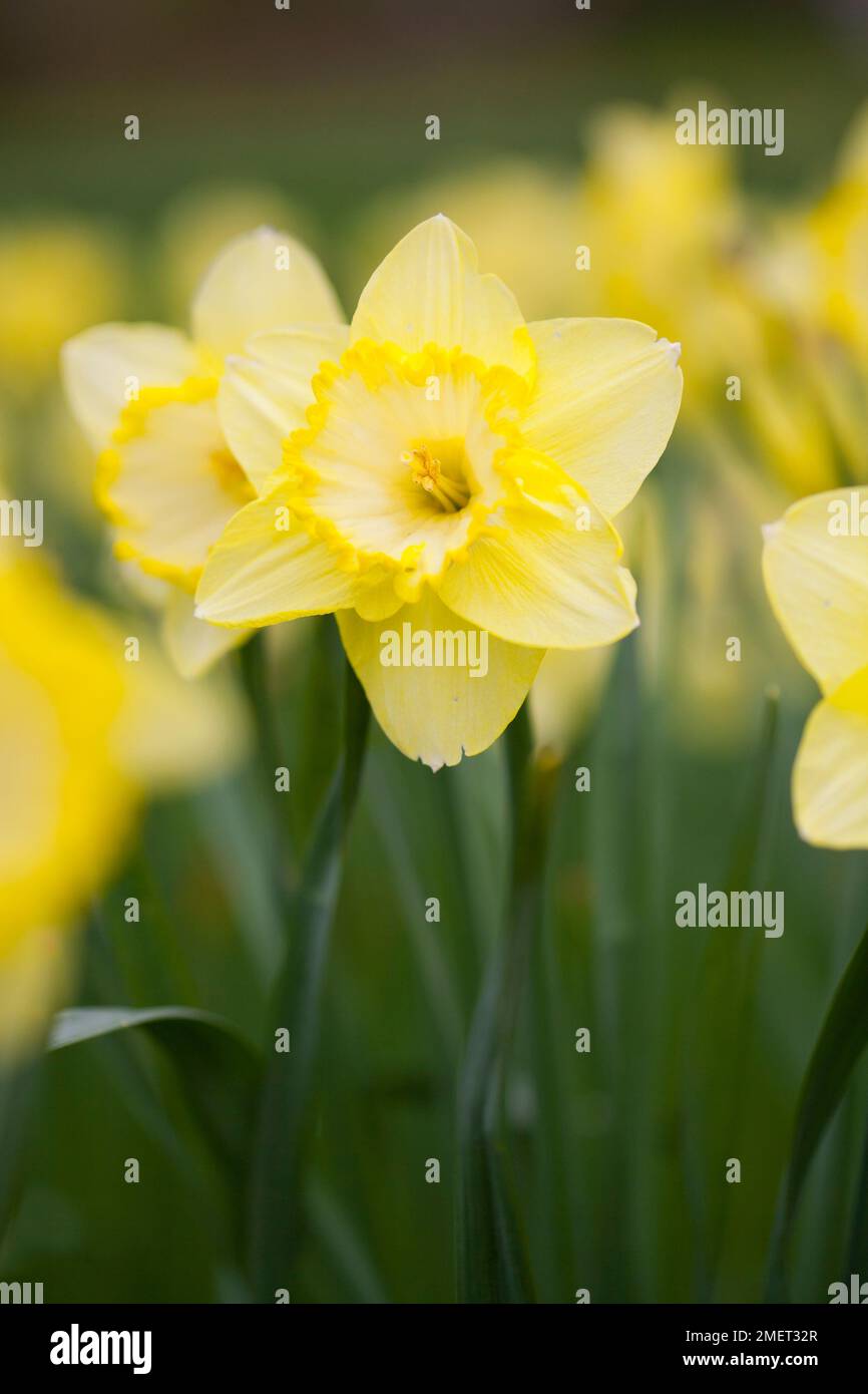 Narcissus "Rosa profumata" Foto Stock