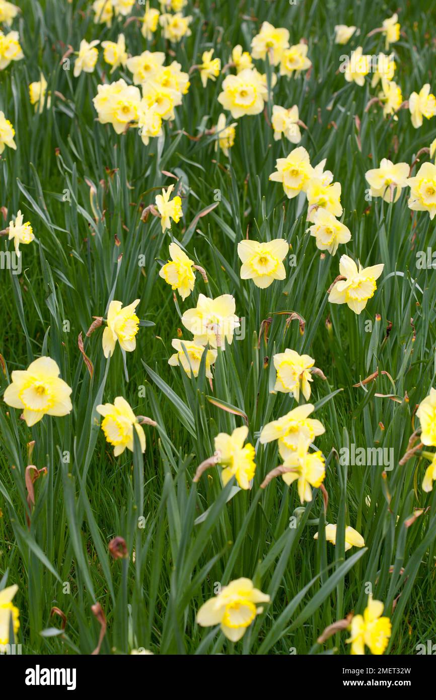 Narcissus "Rosa profumata" Foto Stock