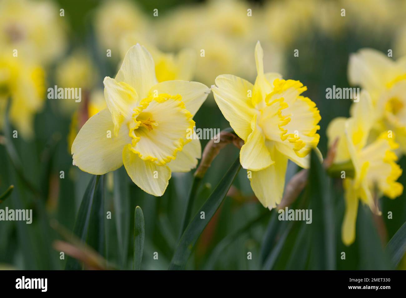Narcissus "Rosa profumata" Foto Stock