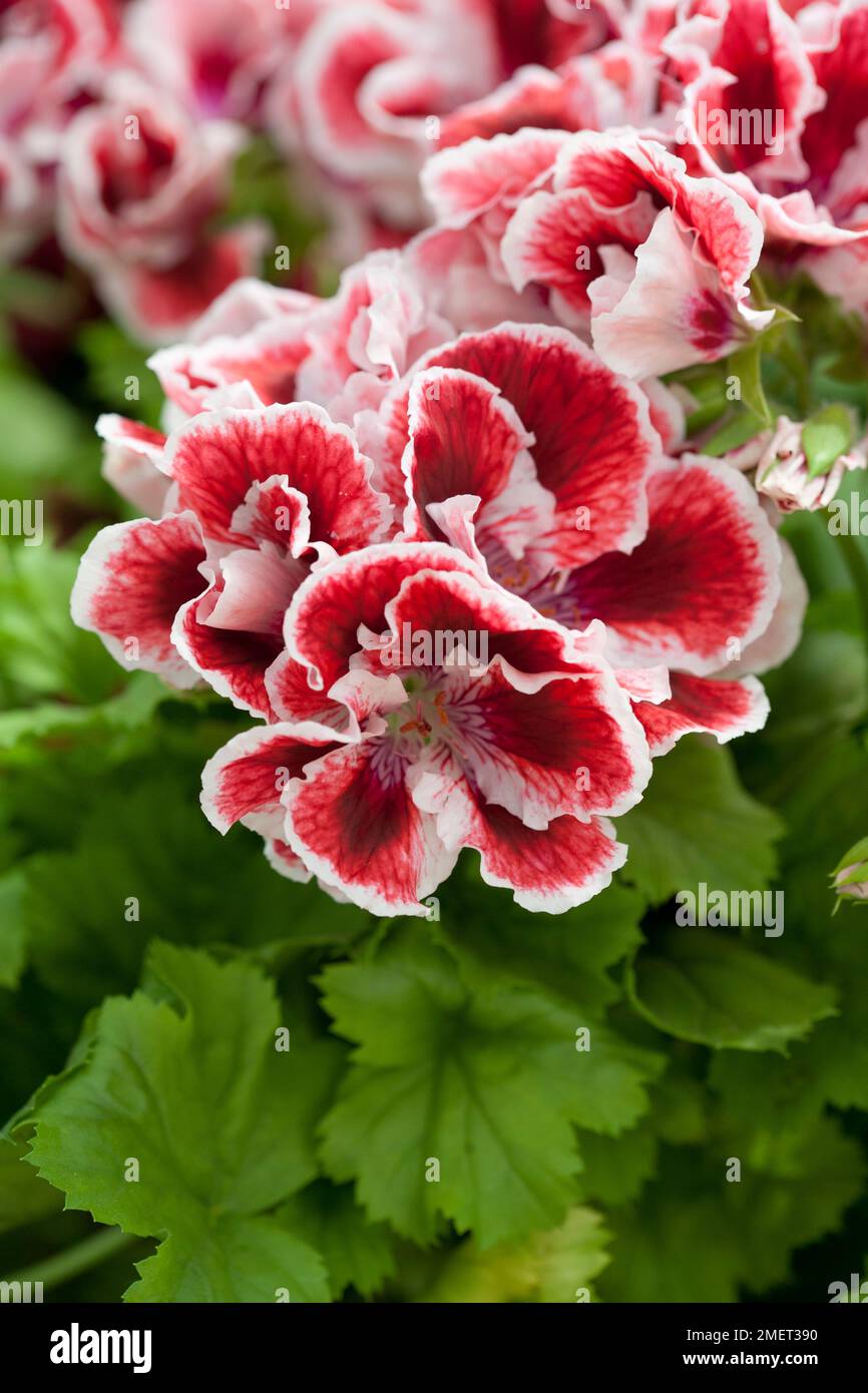 Pelargonium 'Askham orlata Aztec' Foto Stock