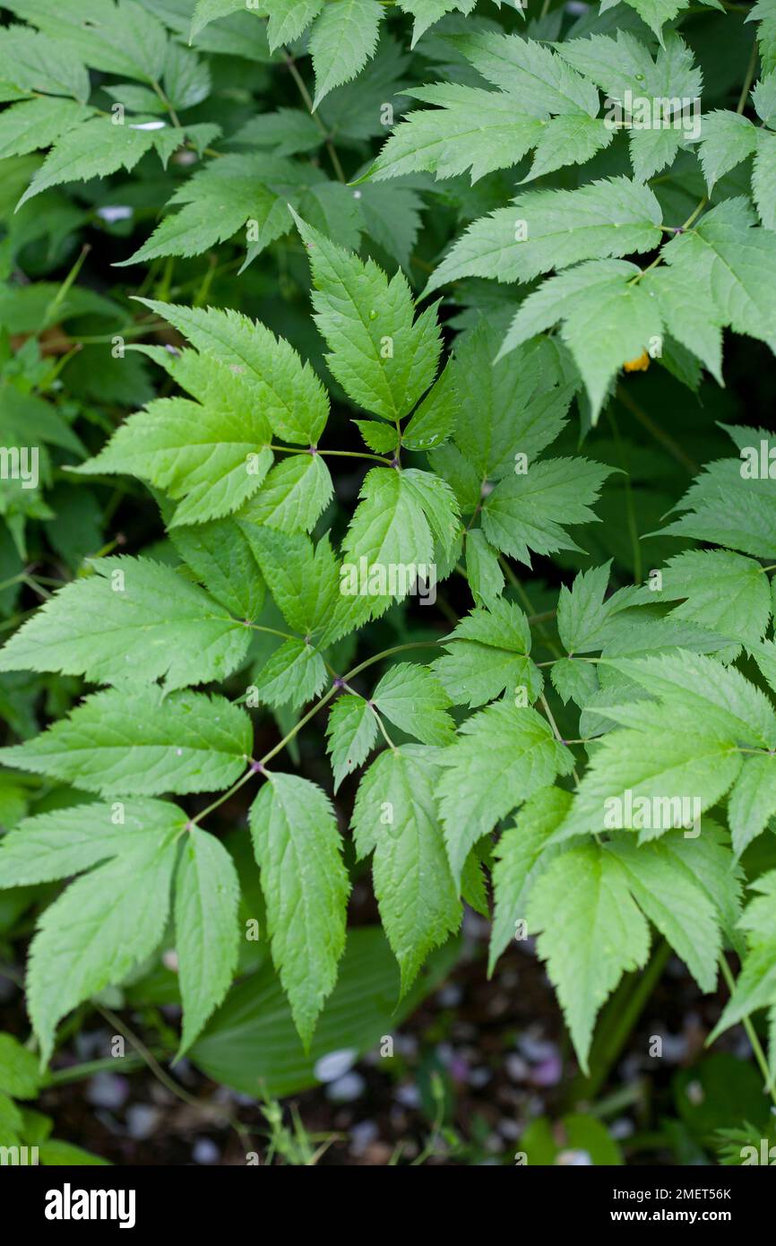 Actaea racemosa Foto Stock