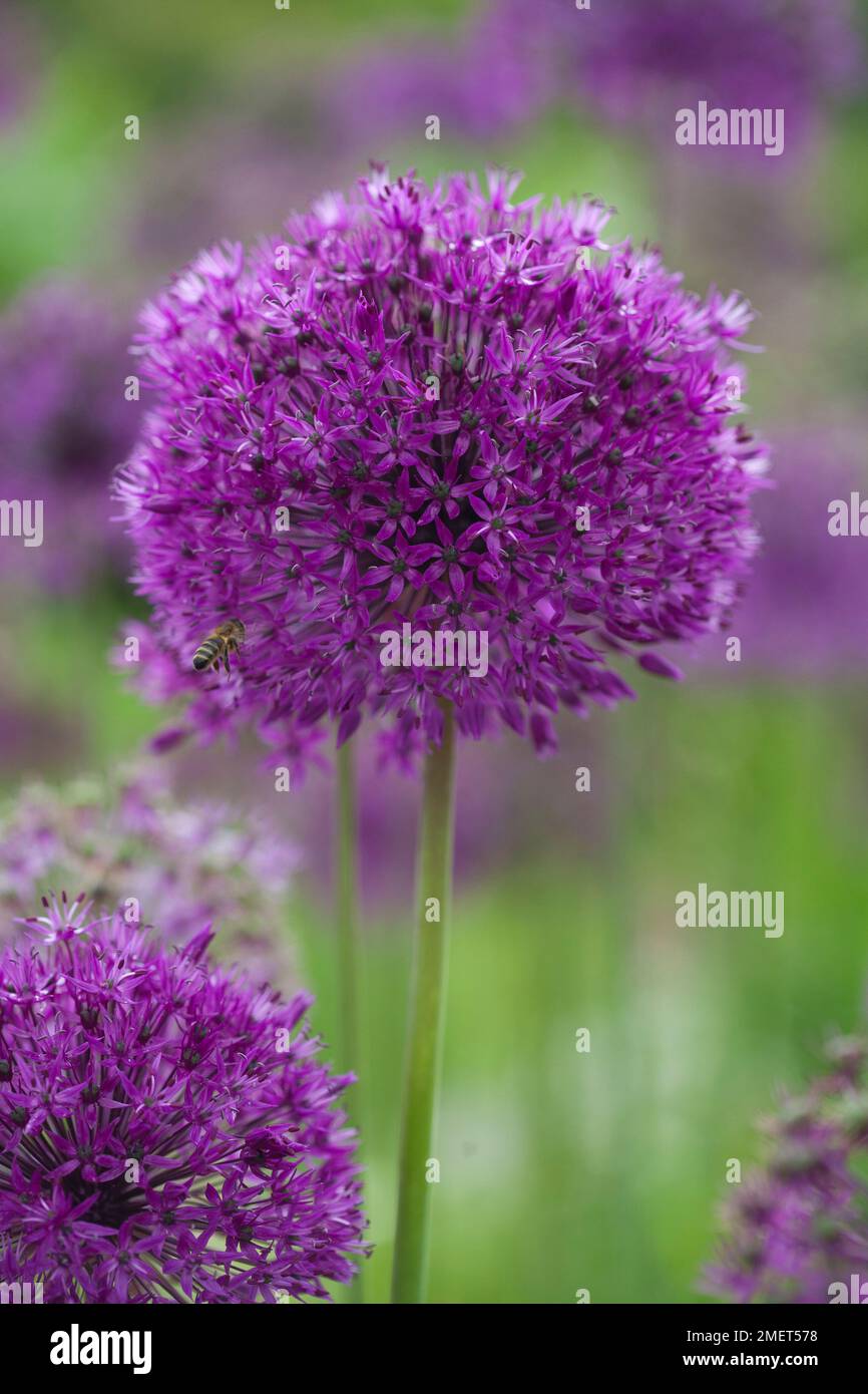 Allium hollandicum 'viola sensazione' Foto Stock