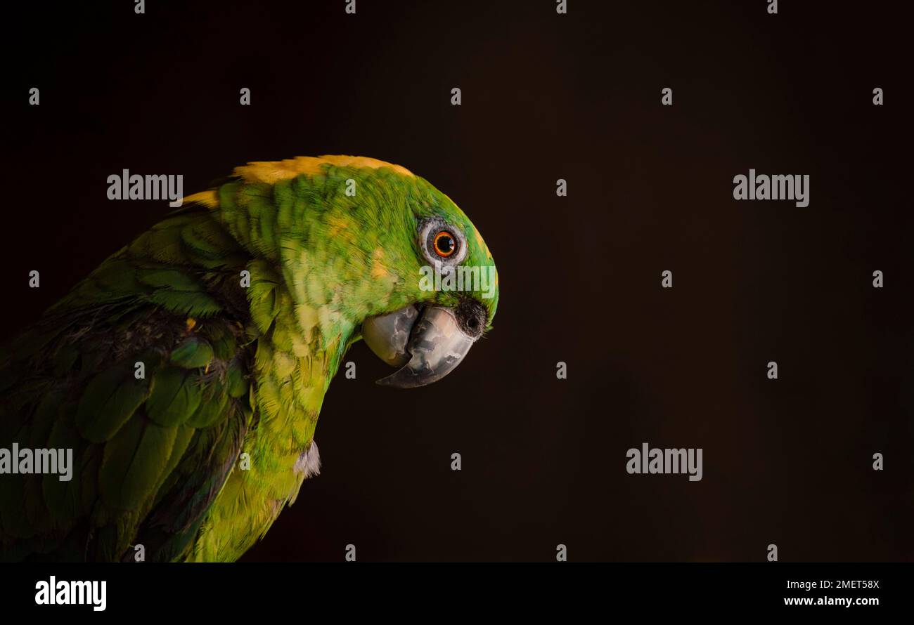 Primo piano di un pappagallo verde piume, sfondo nero Foto Stock