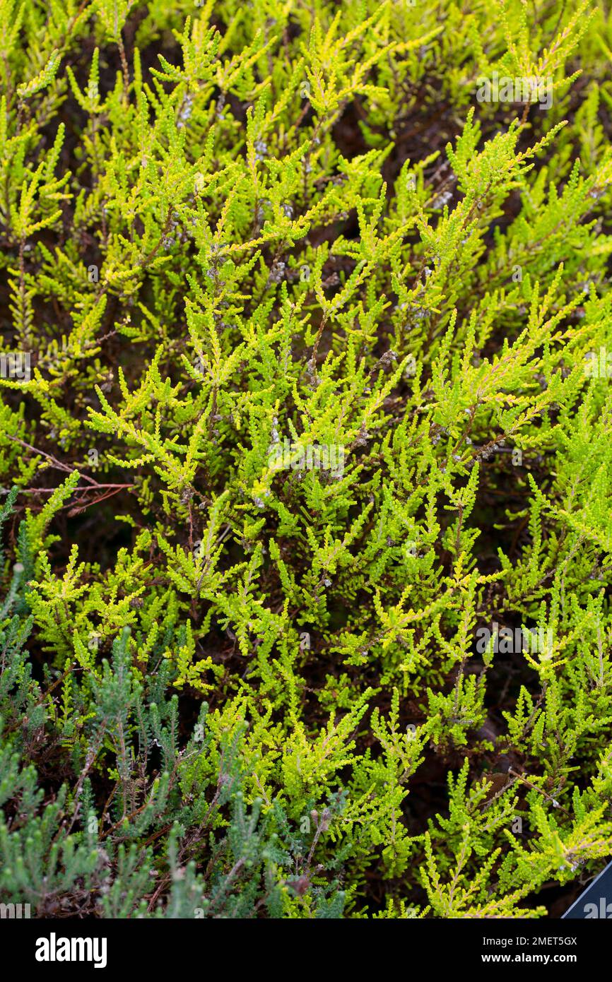 Calluna vulgaris "Joy Vanstone" Foto Stock