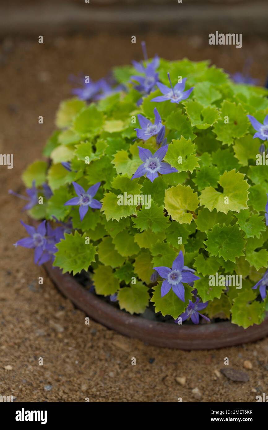 Campanula garganica 'l'oro di Dickson' Foto Stock