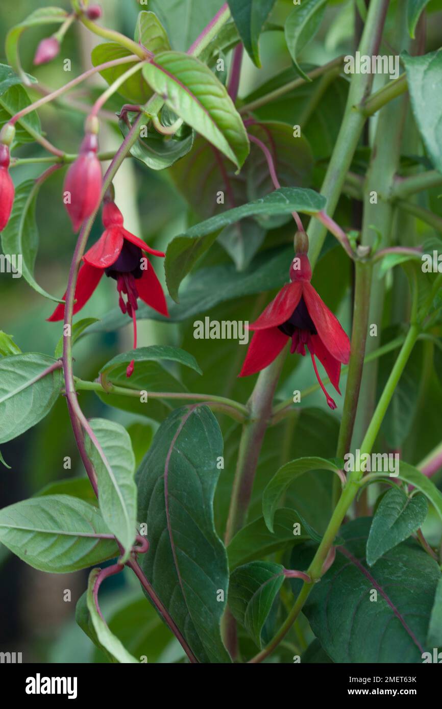 Fucsia "Lady Boothby" Foto Stock